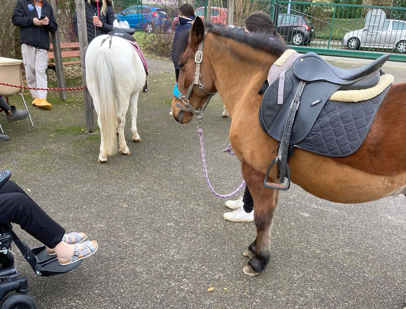 Visite surprise des poneys de l’élevage de Fjords Ernwein d’Oberhausbergen