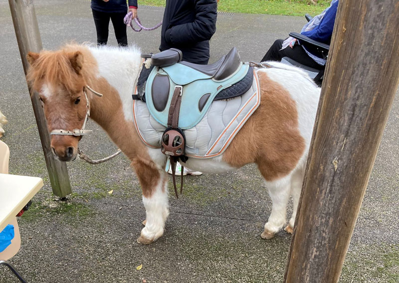 Visite surprise des poneys de l’élevage de Fjords Ernwein d’Oberhausbergen